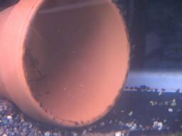 �T���r�j�[�V�N���b�h�̗�(7/31�B�e)