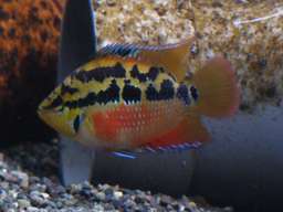 �T���r�j�[�V�N���b�h��(�̒���7cm)