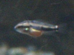 �T���r�j�[�V�N���b�h�̒t��(�z����15����)