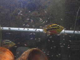 �T���r�j�[�V�N���b�h�̐e�q(�z����16����)