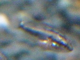 �T���r�j�[�V�N���b�h�̒t��(�z����17����)