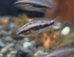 �T���r�j�[�V�N���b�h�̒t��(�z����20����)