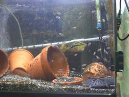 �T���r�j�[�V�N���b�h�̐e�q(�z����25����)