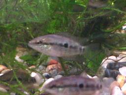 �T���r�j�[�V�N���b�h�̒t��(�z����32����)