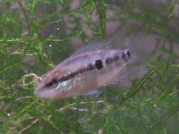 �T���r�j�[�V�N���b�h�̒t��(�z����39����)