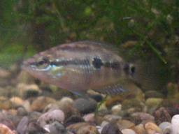 �T���r�j�[�V�N���b�h�̒t��(�z����41����)