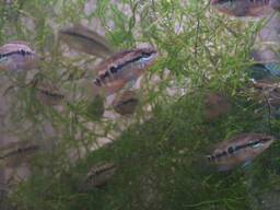 �T���r�j�[�V�N���b�h�̒t��(�z����47����)