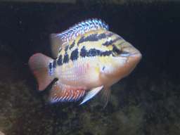 �T���r�j�[�V�N���b�h�Y(�̒���7cm)