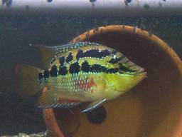 �T���r�j�[�V�N���b�h�A�Y