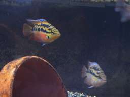 �T���r�j�[�V�N���b�h�̃y�A(5/30�B�e)