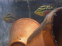 �T���r�j�[�V�N���b�h�̃y�A