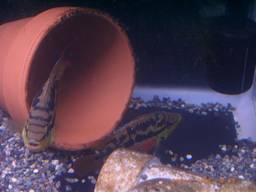 �T���r�j�[�V�N���b�h�̃y�A(7/27�B�e)