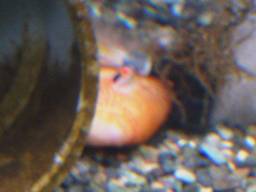 ���ɂȂ��Ă���Z�x����(10/1�B�e)