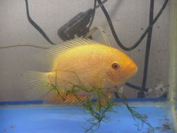 �����������S�[���f���Z�x����(2/3�B�e)