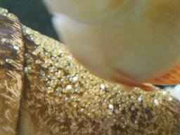 �Z�x�����̗�