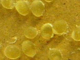 �S�[���f���Z�x�����̗�(12/31�B�e)