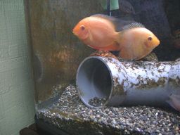 �S�[���f���Z�x�����̃y�A�H