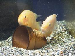 セベラムのペア