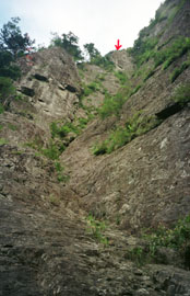 ���[�g�S�i