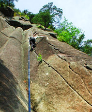 �u���̂���v���s�q�œo��q���R