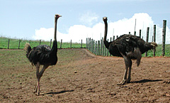 �H����O�̃_�`���E