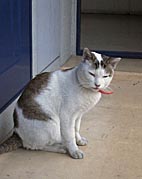 �h�A�̑O�ŘȂރ~��