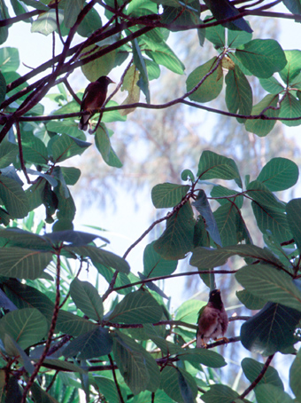 ���C���C�̒�