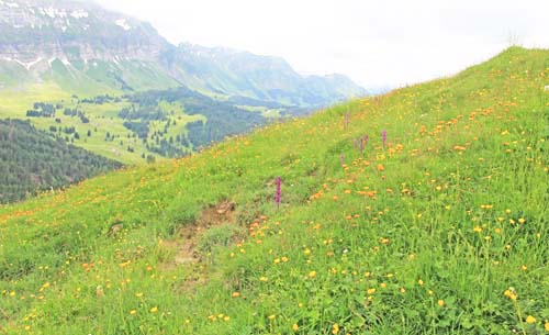 �A�b�y���c�F��