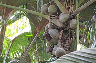 �u���E���E�A�C�E�f�R�[