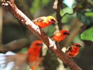 �}�_�K�X�J���t�H�[�f�B�[