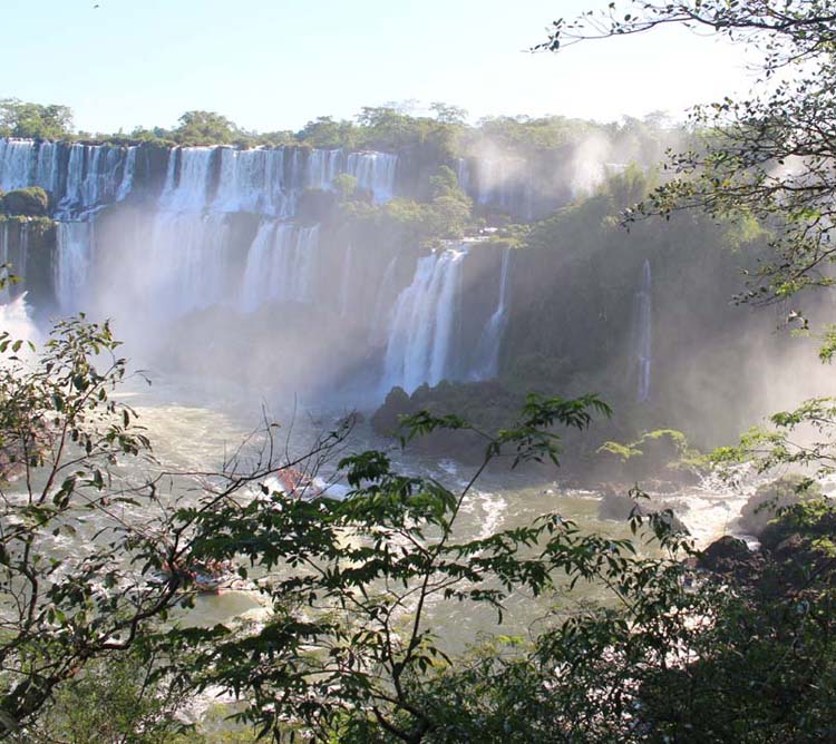 �C�O�A�X�̑�