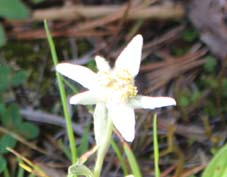 �I���f�T���������̉�