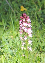 �I���f�T���������̉�