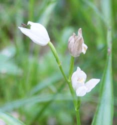 �I���f�T���������̉�