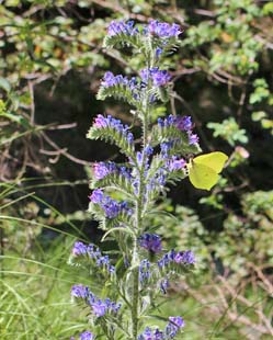 �I���f�T���������̉�