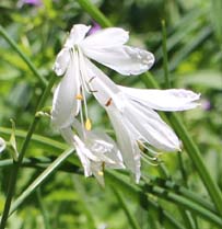 �I���f�T���������̉�