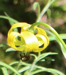 �I���f�T��������