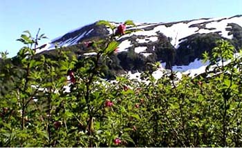 ���o�[�g�R01