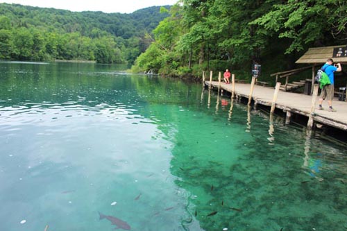 �v���g���B�b�c�F