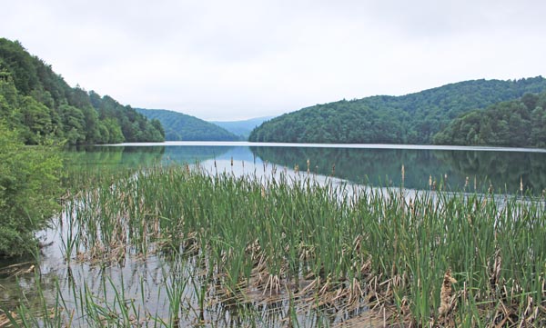 �v���g���B�b�c�F�ΌQ