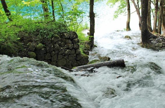 �v���g���B�b�c�F�ΌQ