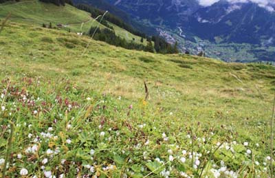 �u�X�A���v