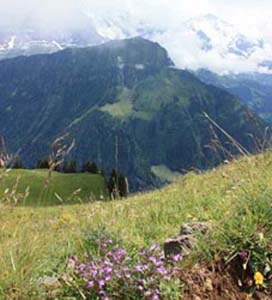 �V�[�j�Q�v���b�e2