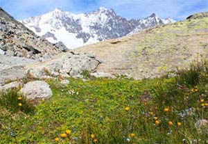 �v���b�e�B�G��