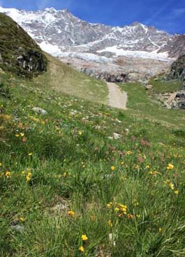 �V���s�[���{�[�f��1