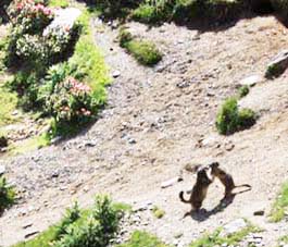 �}�[���b�g