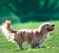 犬