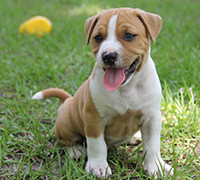 仔犬