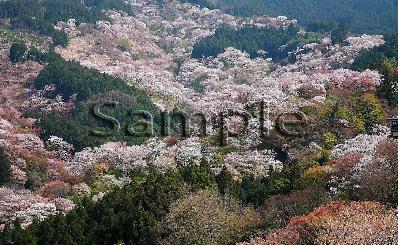 寺院・花１