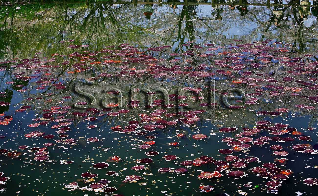 寺院・花３